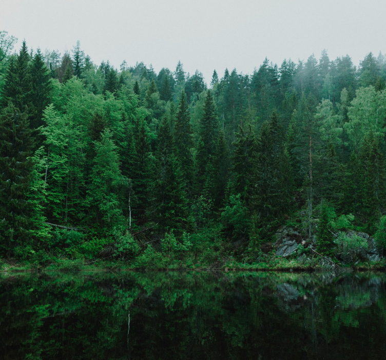 Fák fototapéta mély erdô - TenStickers