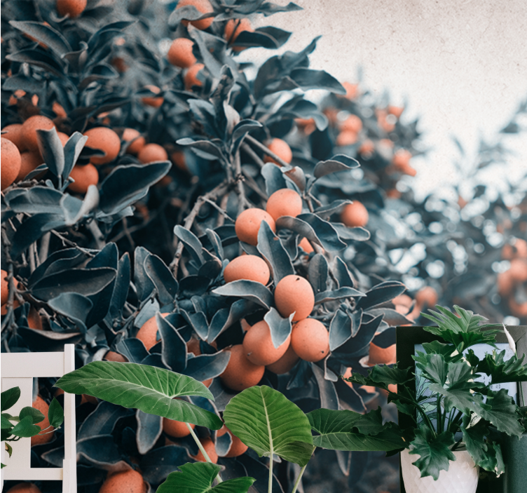 Citrus gyümölcság virág falfestmények - TenStickers