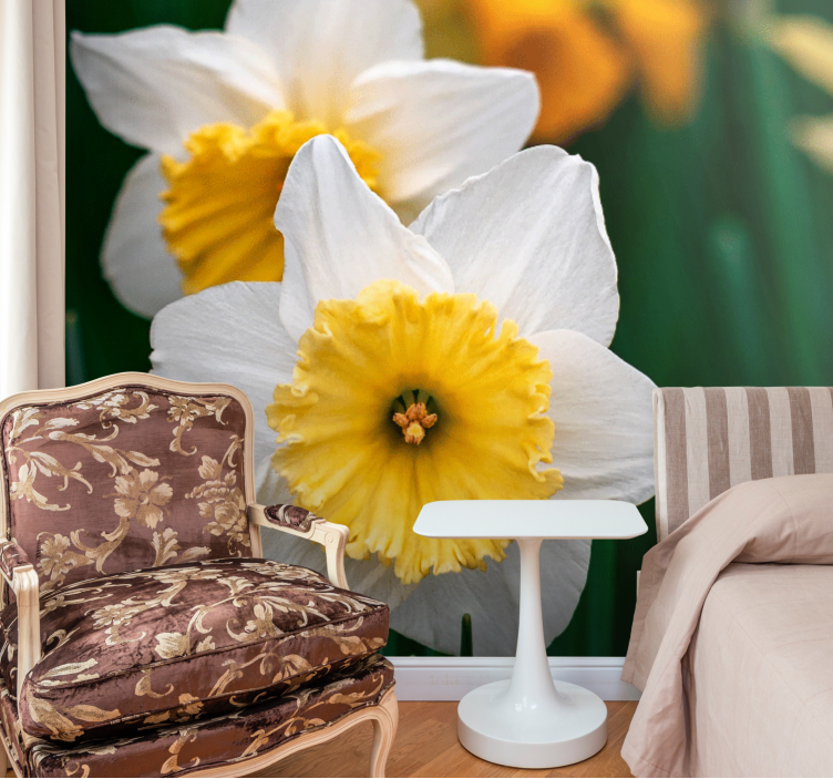 Daffodil blooming elegance mák falfestmények - TenStickers