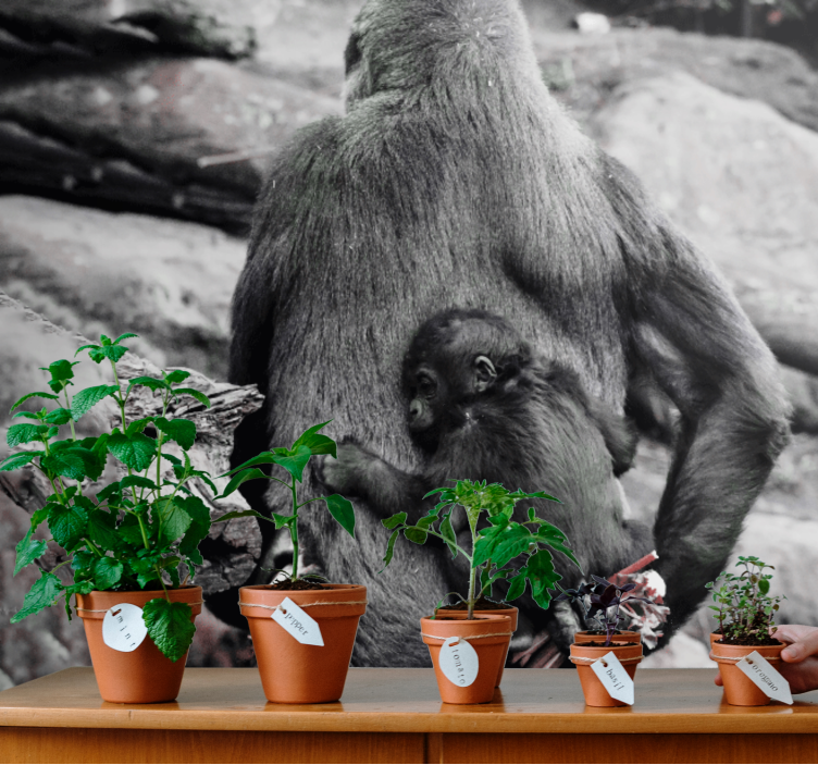 Aranyos mama és baba gorilla africa falfestmény - TenStickers