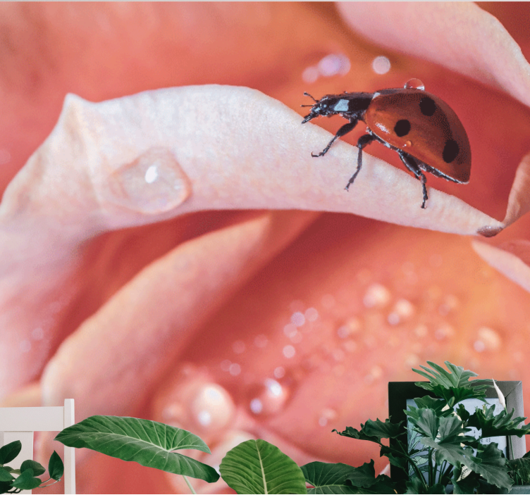 Katica a sziromon virág falfestmények - TenStickers