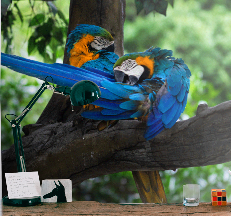 Színes ara pár - Állati falfestmények - TenStickers