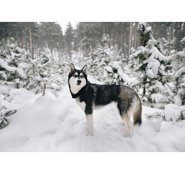 Téli erdő és husky kutya falfestmény - TenStickers