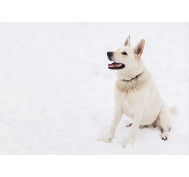 Husky a hófestmény tapéta - TenStickers