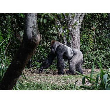 Ezüst fekete gorilla fák mellett nappali falfestmény - TenStickers