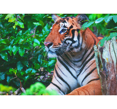 Majdnem félelmetes tigris a dzsungel falfestményeken - TenStickers
