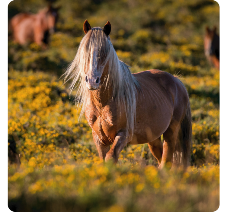 Modern poháralátétek fenséges ló a mezőn - TenStickers
