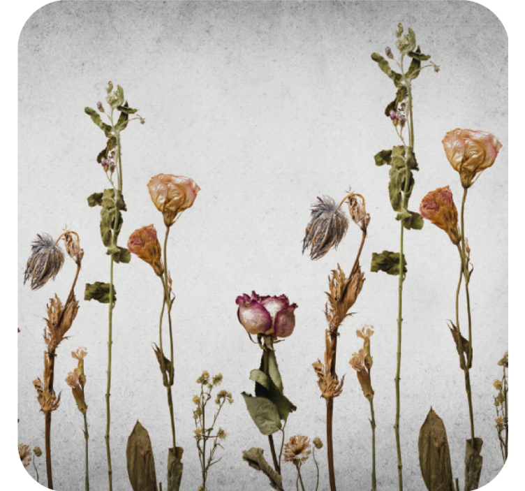 Szárított virágkompozíciók poháralátétek - TenStickers