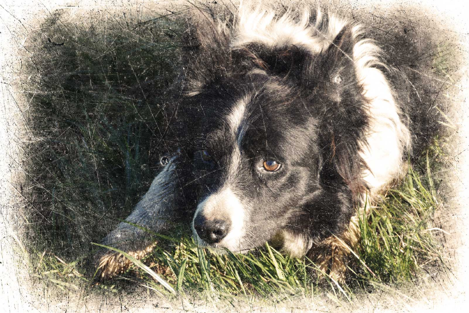 Egyedi vintage hatás plakát más állatok - TenStickers