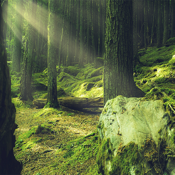 Természetes kövek moha a erdőben plakát szobánként - TenStickers