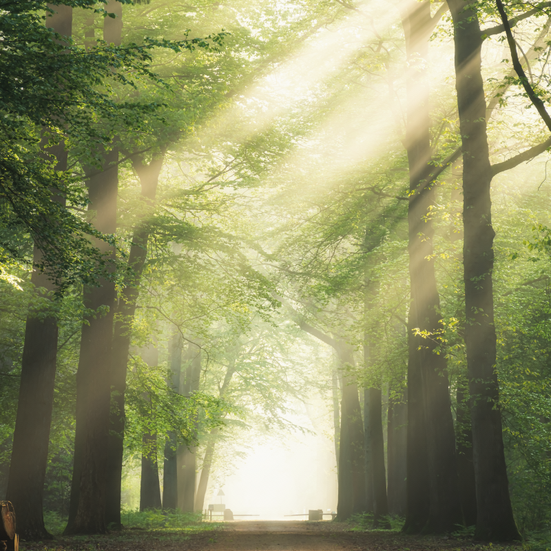 Napfényes zölderdő plakát szobánként - TenStickers