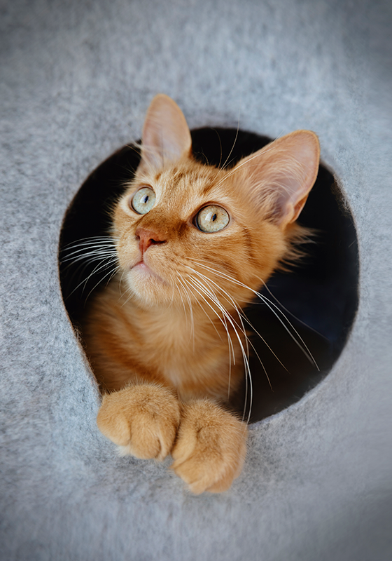 Kandikált macska poszter nyomtatási design - TenStickers