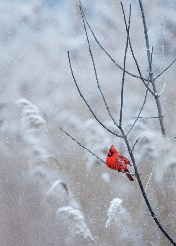 Karácsonyi madár plakát nyomtatás - TenStickers
