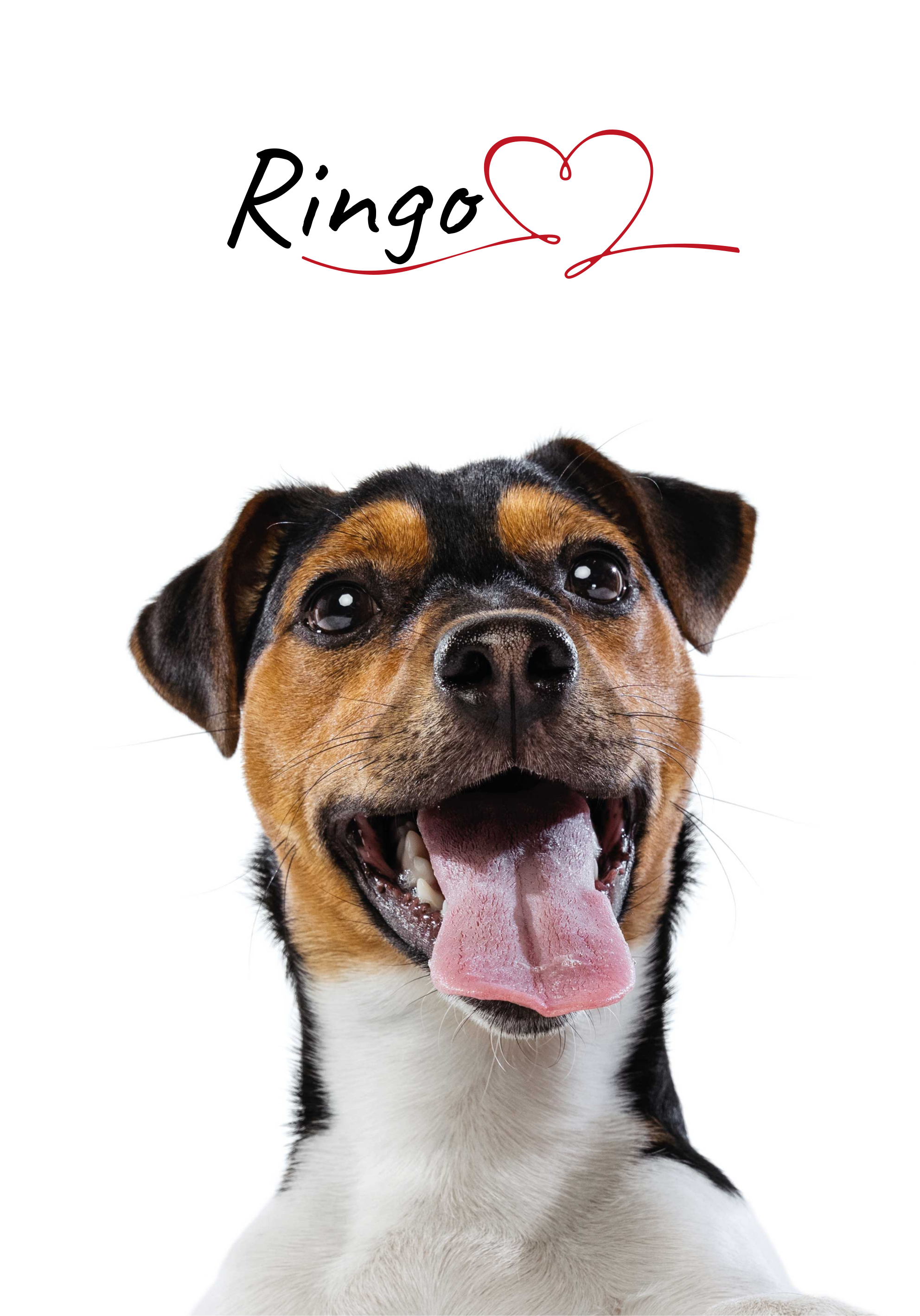 Egyedi kutyaszeretet poszter falra - TenStickers