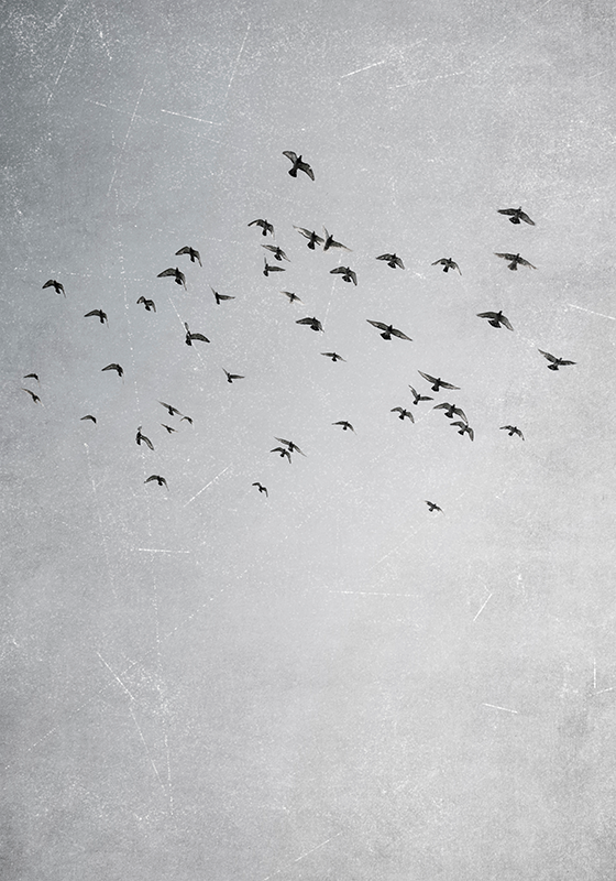 plakát más állatok madarak repülnek - TenStickers