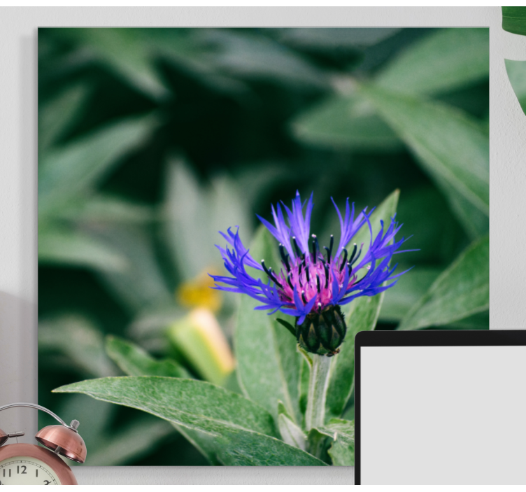 Búzavirág a természet virágvásznán - TenStickers