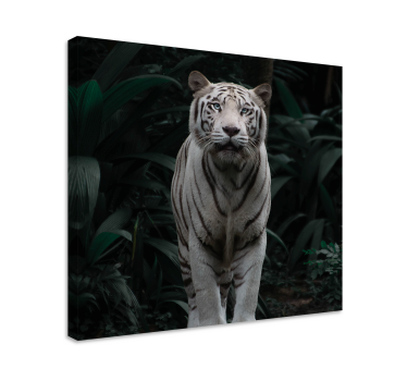 Fehér tigris állati vászon - TenStickers