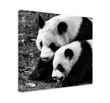 Anya és baba panda állat vászon - TenStickers
