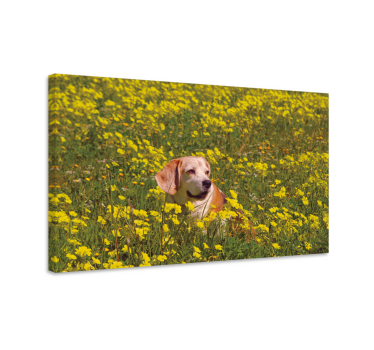 Kutya szóló virág vászon - TenStickers