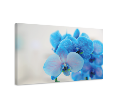 Kék orchidea virág vászon - TenStickers