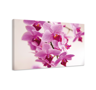 Ragyogó orchidea virág virágvászon - TenStickers