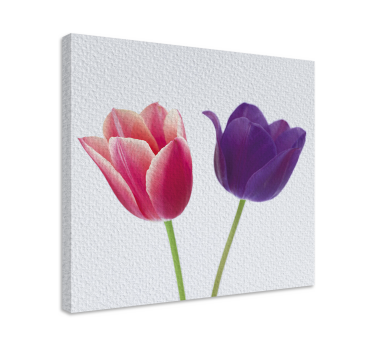 Lila és rózsaszín tulipán virágos vászon - TenStickers