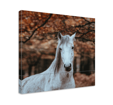 Fenséges fehér állat vászon Ló - TenStickers