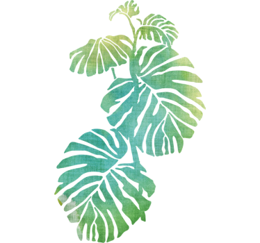 Monstera deliciosa falmatrica - TenStickers