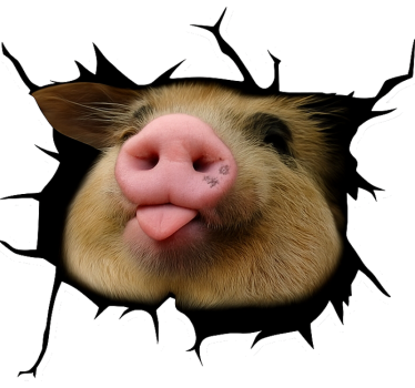 Vicces malac 3d autó matrica - TenStickers