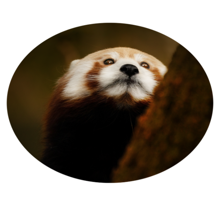 állat aranyos vörös panda állati szőnyeg - TenStickers