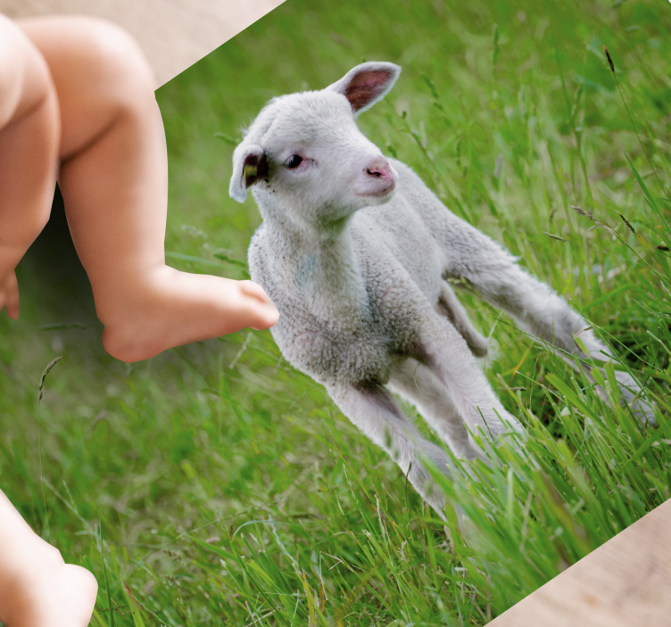 állat aranyos bárány állat szőnyeg - TenStickers