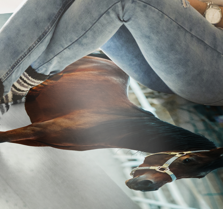 állati barna ló vinil szőnyeg - TenStickers