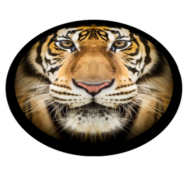 Tigris közeli kép vinil szőnyeg állat - TenStickers