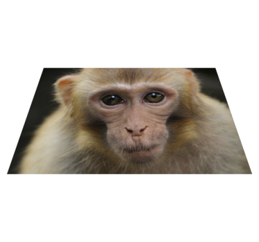 Bébi majom arc vinil szőnyeg állat - TenStickers