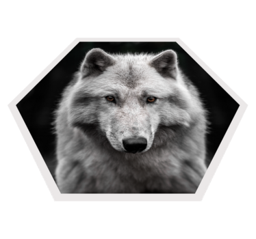 Alfa farkas fekete állati szőnyegen - TenStickers