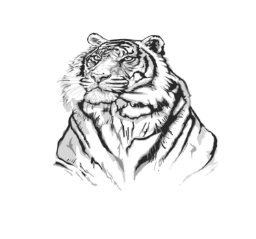 Fehér tigris arc állati szőnyeg - TenStickers