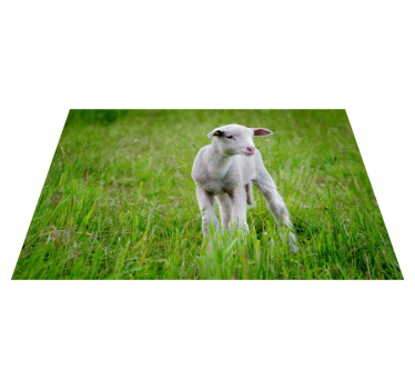 állat aranyos bárány állat szőnyeg - TenStickers