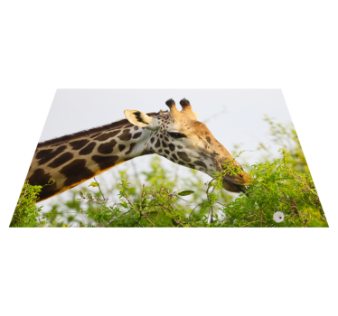Zsiráf zöldségeket eszik vinil szőnyeg állat - TenStickers