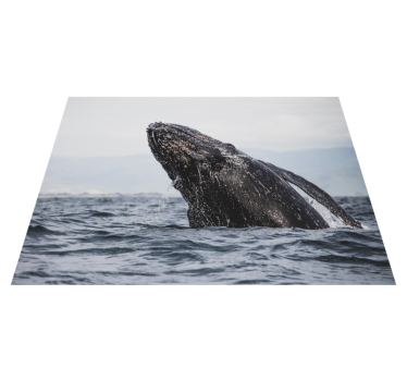 állati bálna a tengeri állatszőnyegben - TenStickers