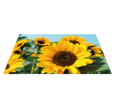 Egy napvirág közelről virág vinyl szőnyeg - TenStickers