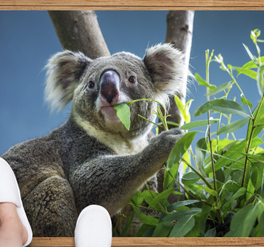 állat aranyos koala medve állati szőnyeget - TenStickers