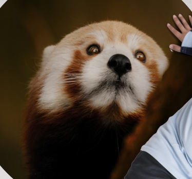 állat aranyos vörös panda állati szőnyeg - TenStickers