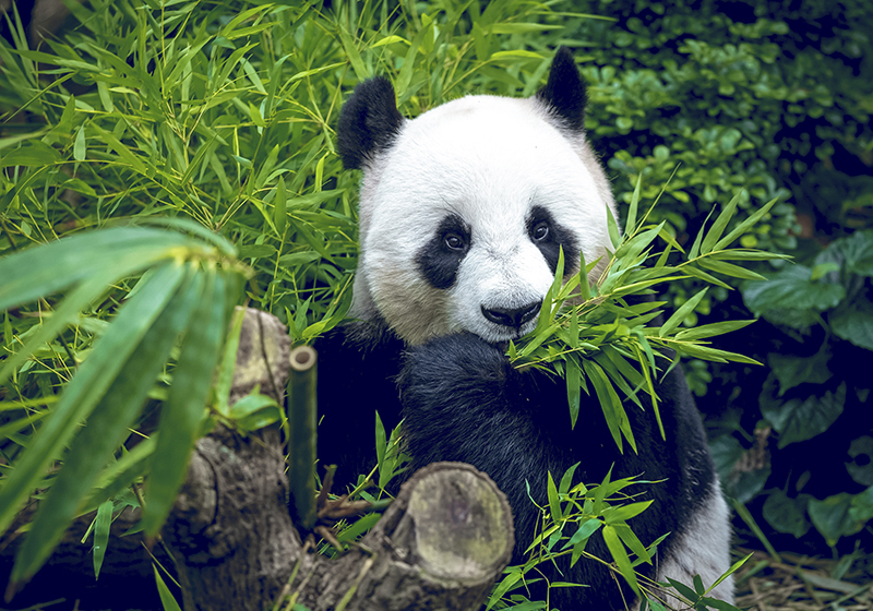 Panda árnyékos vinil szőnyeg zöld - TenStickers