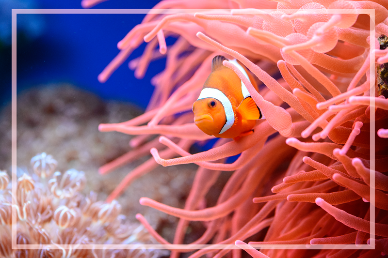 Bohóchal állati vinilszőnyeg - TenStickers