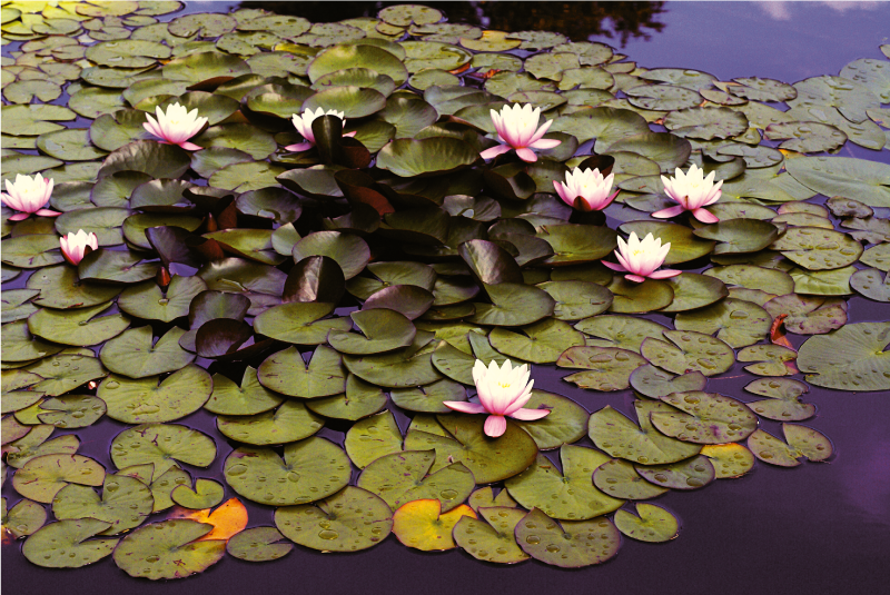 Liliom tó szépsége vinil szőnyeg virágok és növények - TenStickers