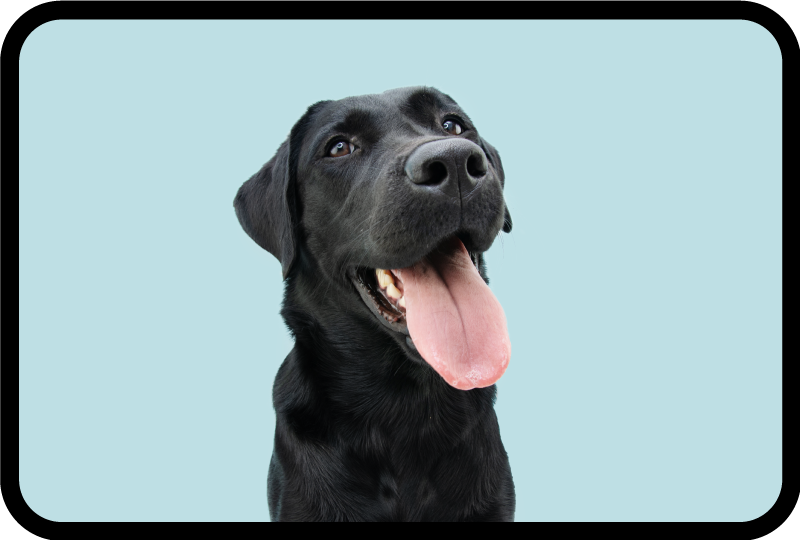 Fekete labrador kutya vinil szőnyeg állat - TenStickers