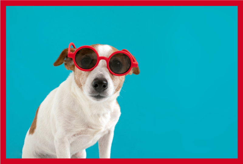 Napszemüveg kutya állat szőnyeg - TenStickers