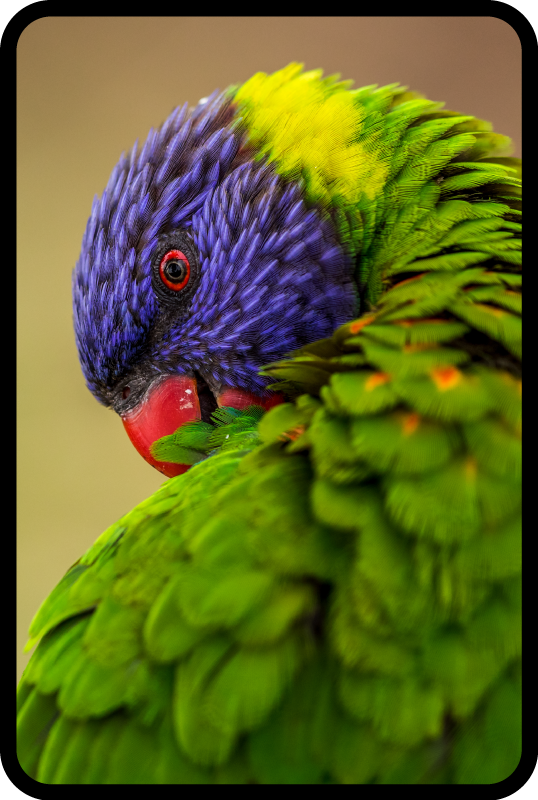 Szivárványos papagáj állati szőnyeg - TenStickers