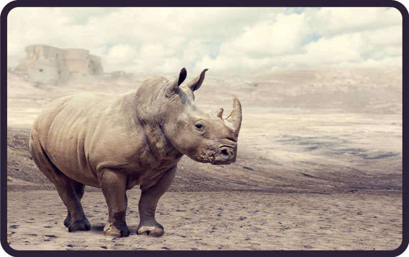 Vad orrszarvú állati szőnyeg barna és szürke - TenStickers