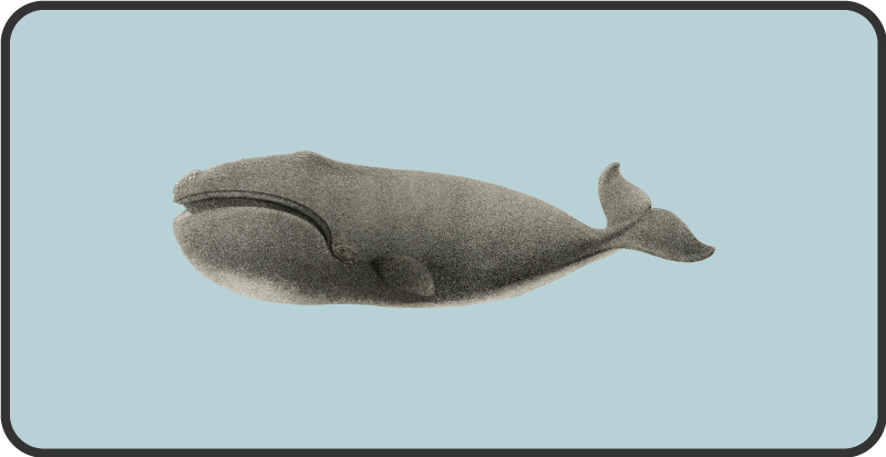 Bálna sziluett design vinil szőnyeg állat - TenStickers